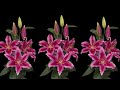 DIY Cara Membuat Bunga Lily dari Plastik Kresek | How to make Lily Flower from Plastic Bag