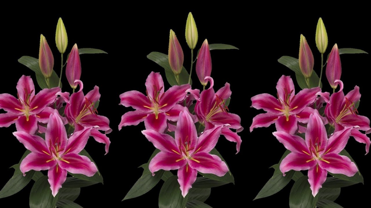 DIY Cara Membuat Bunga Lily dari Plastik Kresek | How to make Lily