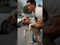 Puppy Fully Recovered After Rescue 🐶 | Emotional Dog Rescue Story #shorts