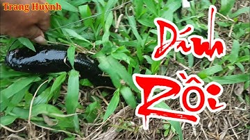 Nhấp cá lóc bằng vịt. Cá không táp vẫn dính khi giật mép