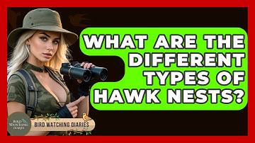 What Are The Different Types Of Hawk Nests? - Bird Watching Diaries