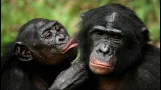 Download lagu DOEL SUMBANG - CERITA DONGENG MONYET