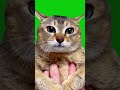 Tole Tole Cat: The Cutest Meme You'll Ever See