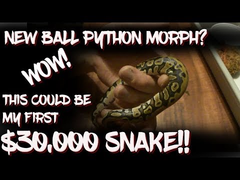 Possible new ball python morph!