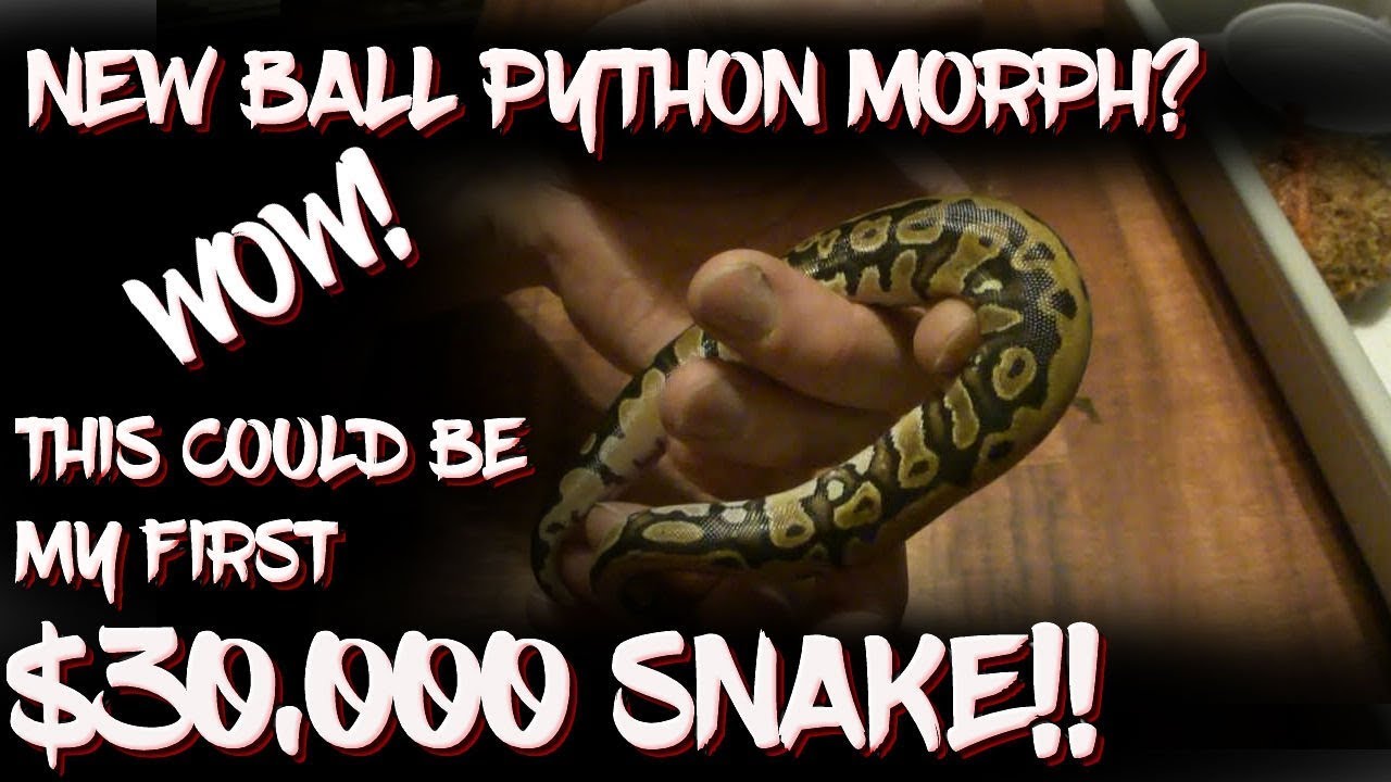 hatchling en francais Possible new ball python morph!