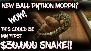 Possible new ball python morph!