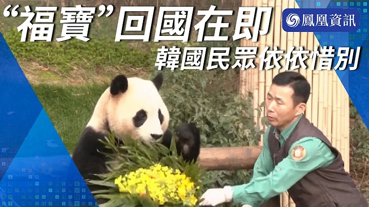 大熊猫“福宝”回国在即 韩国民众依依惜别 - 天天要闻