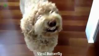 HAPPY DOGS SMILING - Funny COMPILATION ( 240 X 426 )