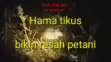 Pengendalian hama tikus di sawah