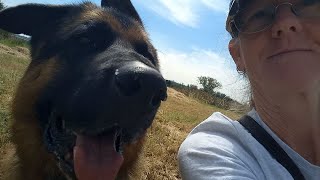 Lycan visits his favourite Park by Adventures with Lycan my German Shepherd Dog 51 views 1 month ago 26 minutes