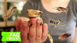 The TRUTH About Crested Gecko Diets... Do They NEED Insects?