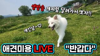 [애견미용][이기명]긍정/말티 South Korea Dog Grooming Live Broadcast
