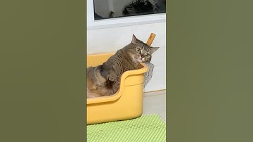 This Cat Is Done With Life 😂