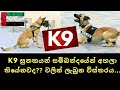 K9 සුනකයන් සමිබන්දයේන් අහලා තියේනවද??Sharjah වලින් ලැබුන විස්තරය...👇👇👇