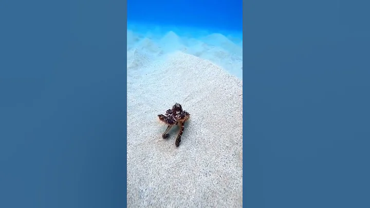An octopus running on the ocean floor #short