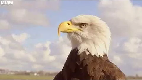 The eagle that chases drones   BBC News Item 2 CLICK