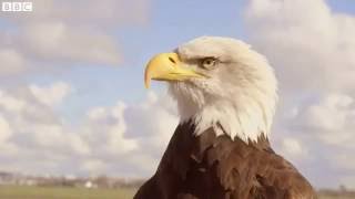 The eagle that chases drones   BBC News Item 2 CLICK