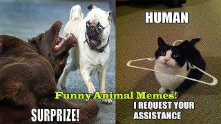 Funny Animal Memes To Make You Laugh