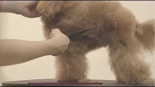 다줄 소개 영상 Dazul Opening Video Salon De Dazul