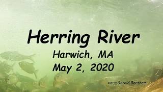 A Minute with River Herring in the Herring River!