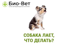 Собака лает, что делать? Собака лает, что делать?