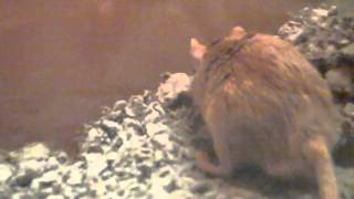 Happy gerbil thumping feet