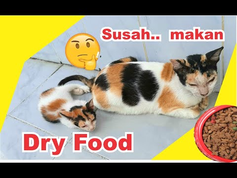 Video: Mengajar Kucing Anda Makan Makanan Dalam Tin