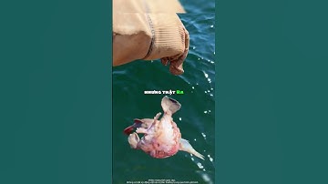 Cá gì mà cái miệng rộng có thể nuốt chửng mọi thứ 🐟😲