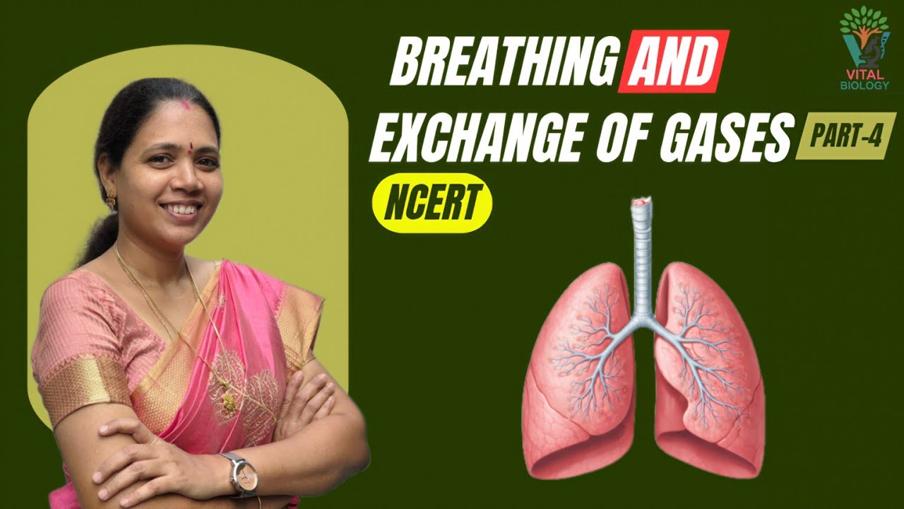 BREATHING AND EXCHANGE OF GASES:[ P-4] NCERT| Class 11 Biology | NEET Preparation