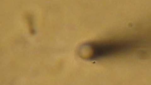 Part Two Tetrad Dissection Training Video 20090528