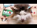 猫 電動マッサージ機|Funny cat massage