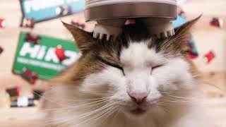 猫 電動マッサージ機|Funny cat massage