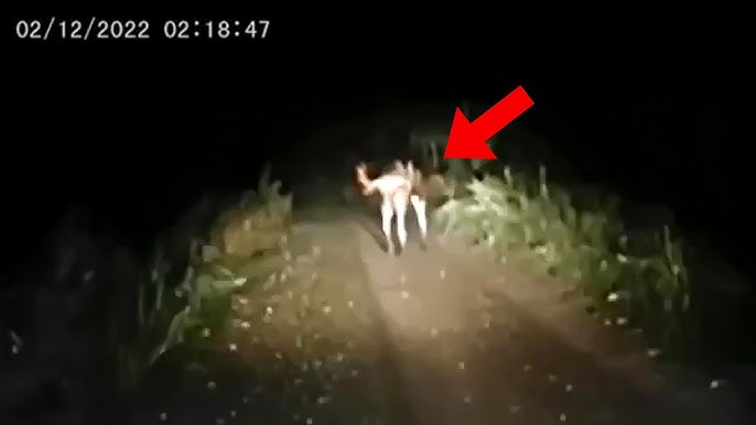 What This Camera Captured In Forest Shocks The Entire World.. Just Watch  This! - YouTube