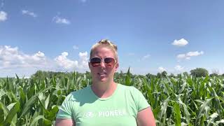 Sulfur Deficiency in Corn