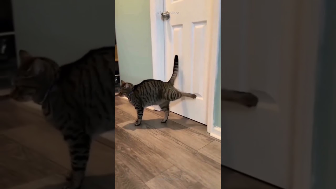 Cats Who Think They’re Funny… And They Are! 😹🐾 