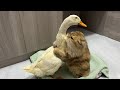 So funny and cutethe duck went all out to find the kitten and let the cat hold him close to sleep