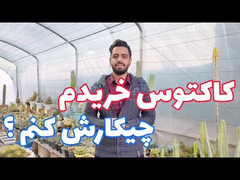 کاکتوس خریدم چیکارش کنم اقدامات بعد از خرید کاکتوس آموزش نگهداری کاکتوس