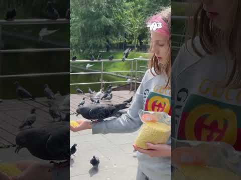 🕊️ ЭКСПЕРИМЕНТ: сколько ПШЕНА могут съесть ГОЛУБИ!