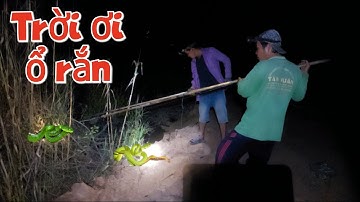 Kinh khủng ổ rắn lục đuôi đỏ, quyết tâm xâm nhập vào ổ rắn#HoatimLucbinh