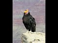 Things that are bigger than you think Part - 13 California Condor compared to human #shorts #viral #