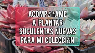 Acompáñame a plantar mis nuevas Suculentas / Jardín Suculento