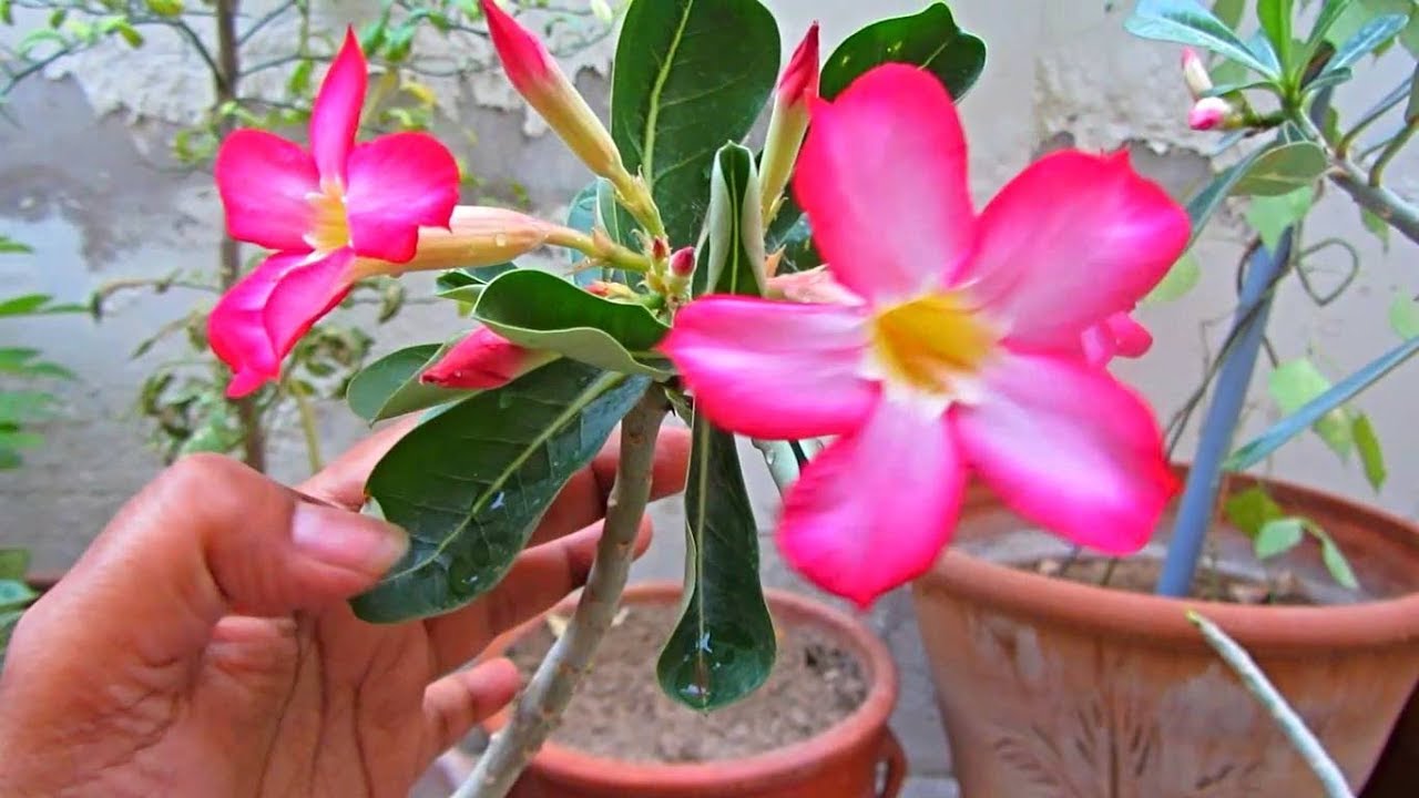 Desert Rose Adenium Caring Tips Urdu Hindi Youtube