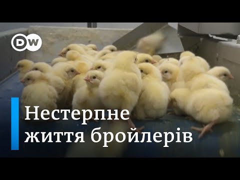 Курятина з Польщі. Коротке життя бройлерів від конвеєра до тарілки - DW Ukrainian