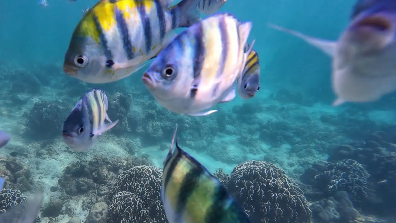 Ko He Coral island @Phuket