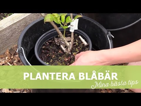 Video: Trädgård Blåbär - Hemligheten Med Att Växa