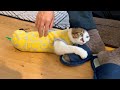 大好きなパパの足にしがみついて仕事に行かせない作戦の猫エース