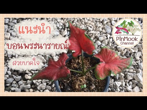 แนะนำ บอนสีชื่อ พระนารายณ์ สวยบาดใจ #บอนสีราชินีแห่งใบไม้#บอนสีสวยๆ#caladium