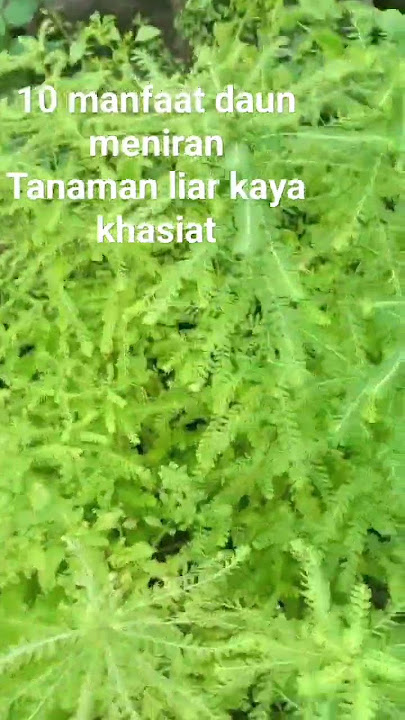 10 Manfaat daun meniran