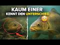Diese zwei Fische sehen gleich aus… aber sind komplett verschieden 😳