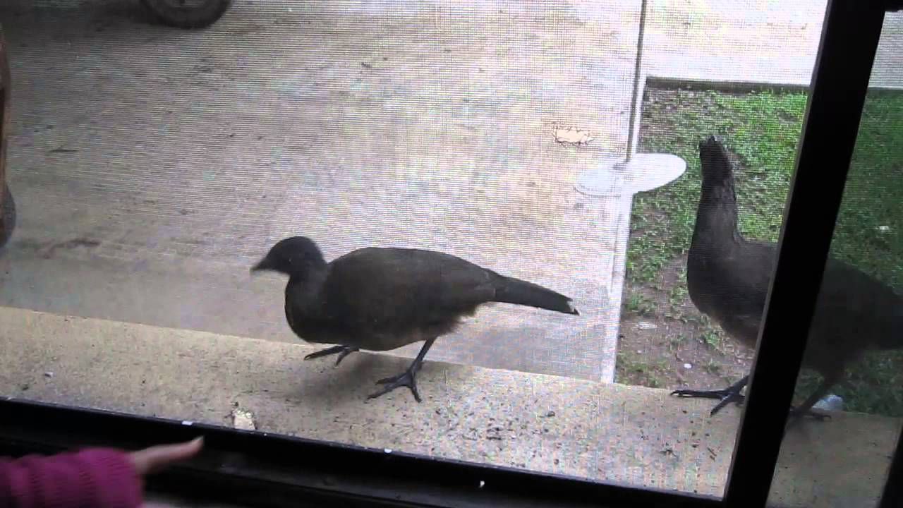 Ortalis Vetula , chachalaca. camera iphone 8 plus apk